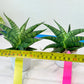Sansevieria AFF Sindoro (H23) | Imported Hybrids
