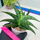Sansevieria AFF Sindoro (H23) | Imported Hybrids