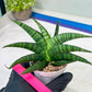 Sansevieria AFF Sindoro (H23) | Imported Hybrids