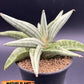 Sansevieria Alfino (H24) | Imported Hybrid Snake Plants