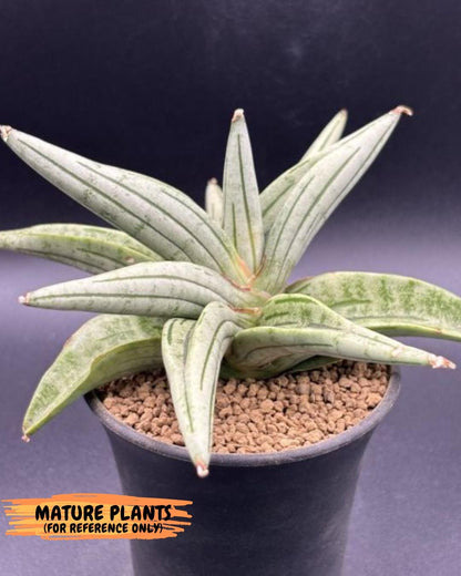 Sansevieria Alfino (H24) | Imported Hybrid Snake Plants