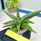 Sansevieria Alfino (H24) | Imported Hybrid Snake Plants