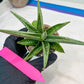 Sansevieria Alfino (H24) | Imported Hybrid Snake Plants