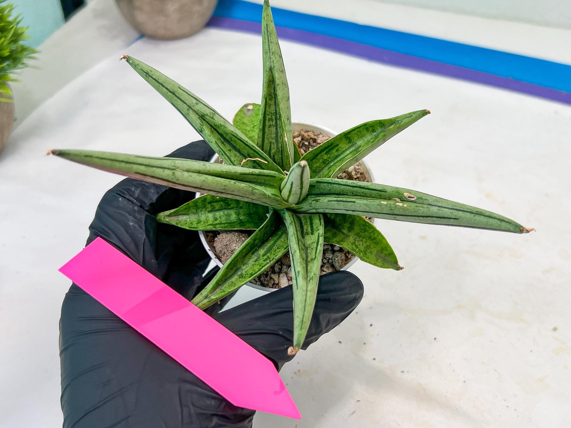 Sansevieria Alfino (H24) | Imported Hybrid Snake Plants