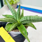 Sansevieria Alfino (H24) | Imported Hybrid Snake Plants