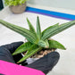Sansevieria Alfino (H24) | Imported Hybrid Snake Plants