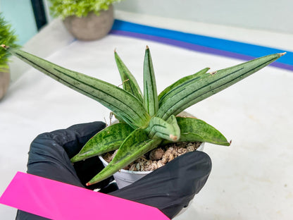 Sansevieria Alfino (H24) | Imported Hybrid Snake Plants