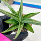 Sansevieria Alfino (H24) | Imported Hybrid Snake Plants