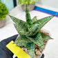 Sansevieria Riyad x spyder (H26) | Imported Plants | Rare Hybrid Species