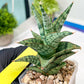 Sansevieria Riyad x spyder (H26) | Imported Plants | Rare Hybrid Species
