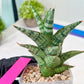 Sansevieria Riyad x spyder (H26) | Imported Plants | Rare Hybrid Species