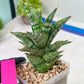 Sansevieria Riyad x spyder (H26) | Imported Plants | Rare Hybrid Species