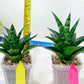 Sansevieria Conan (H27) | Imported Hybrids