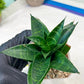 Sansevieria Conan (H27) | Imported Hybrids