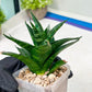 Sansevieria Conan (H27) | Imported Hybrids