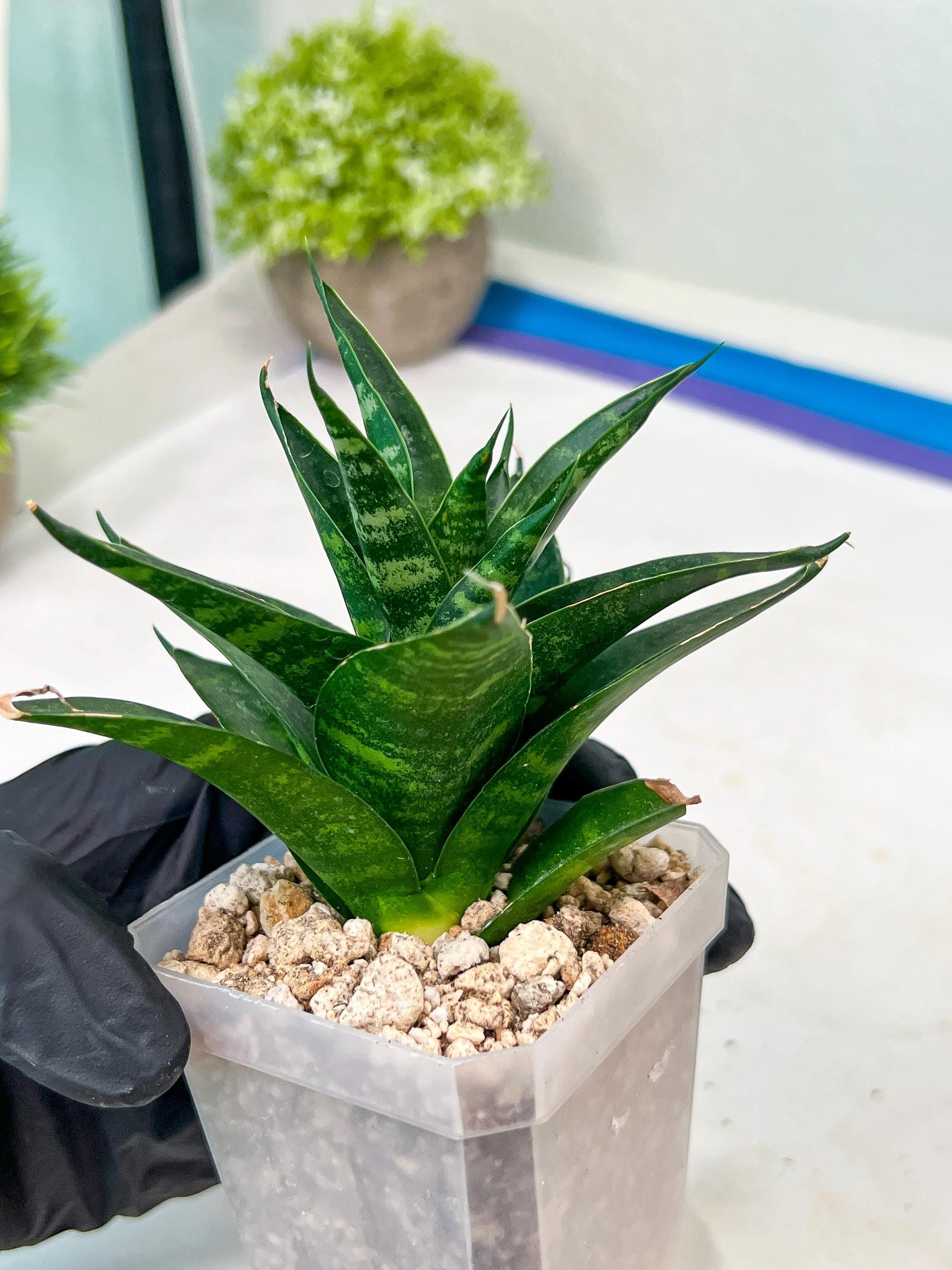 Sansevieria Conan (H27) | Imported Hybrids