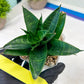 Sansevieria Conan (H27) | Imported Hybrids