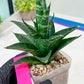 Sansevieria Conan (H27) | Imported Hybrids