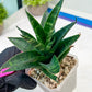 Sansevieria Conan (H27) | Imported Hybrids