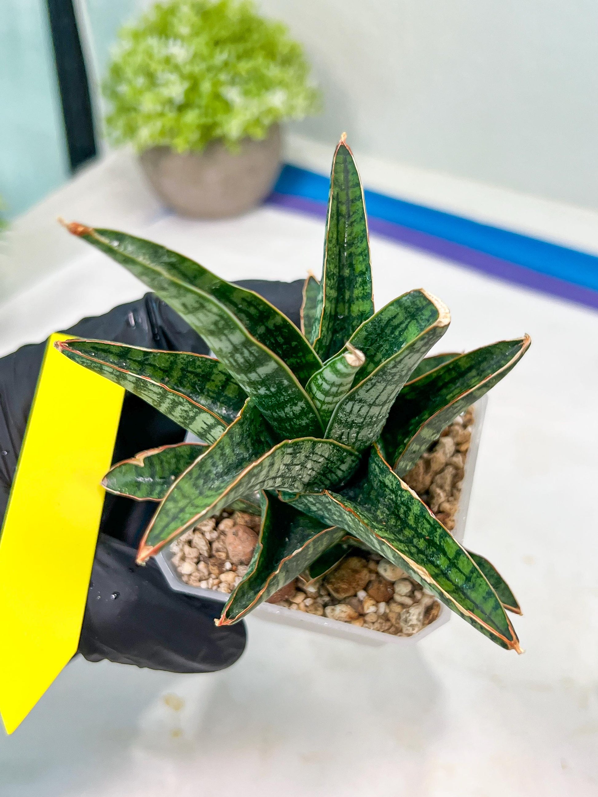 Sansevieria Samosir (H29) | Imported Hybrid