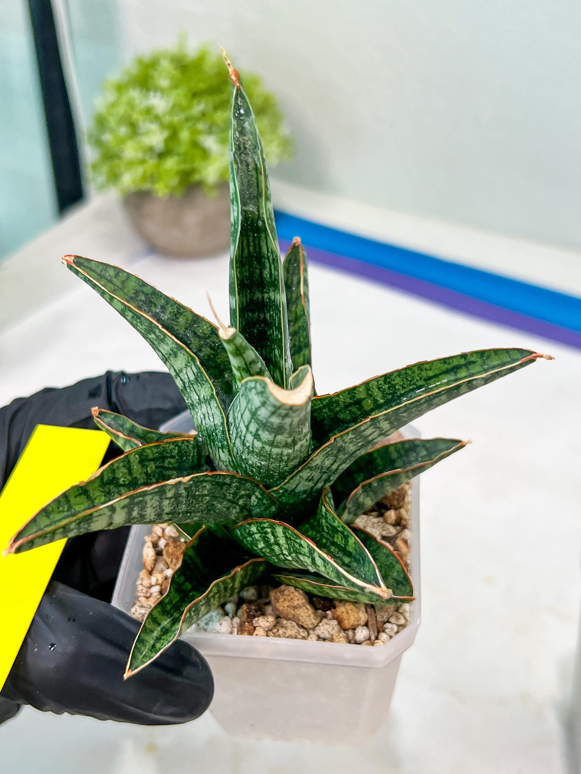 Sansevieria Samosir (H29) | Imported Hybrid