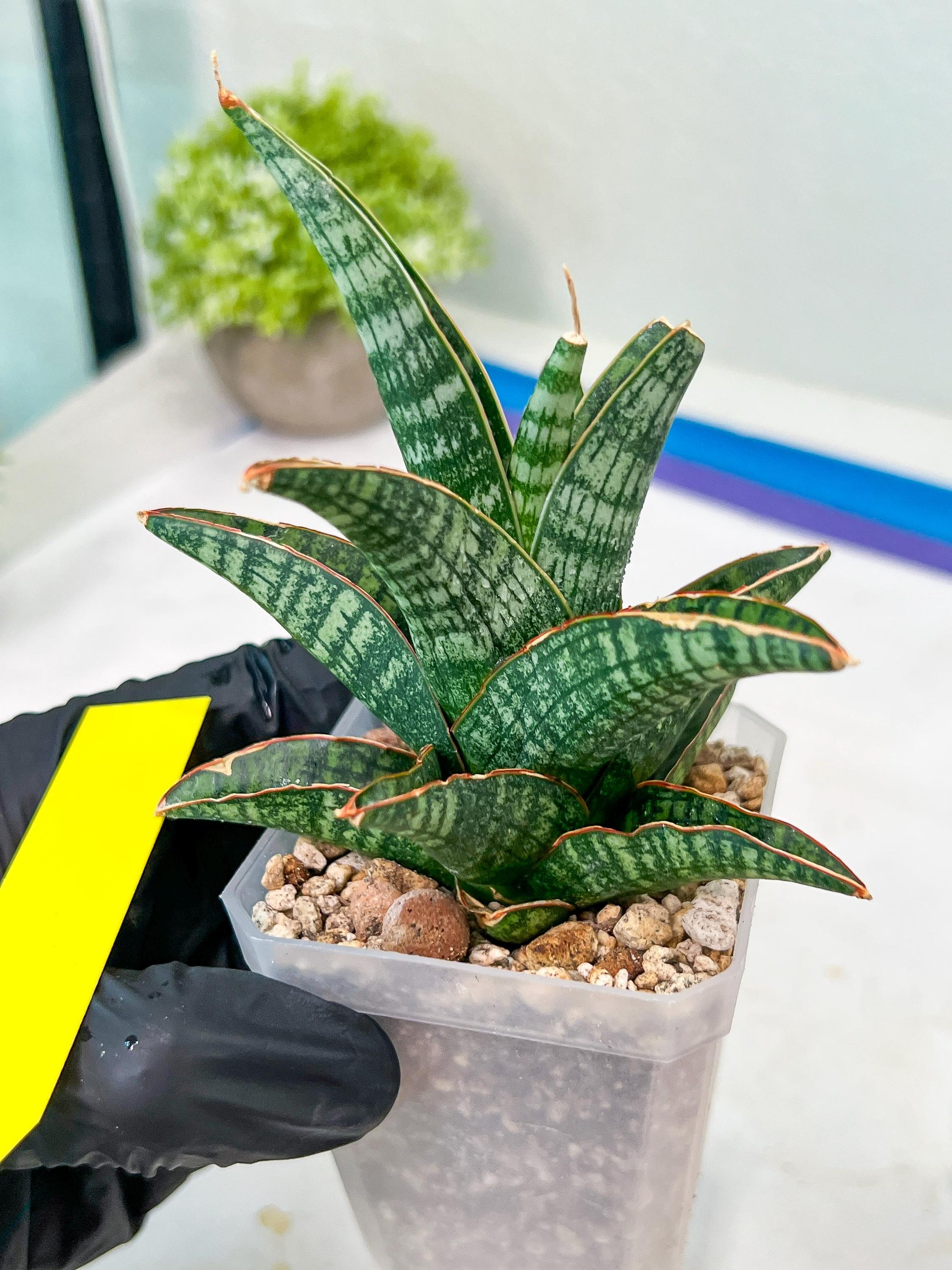Sansevieria Samosir (H29) | Imported Hybrid