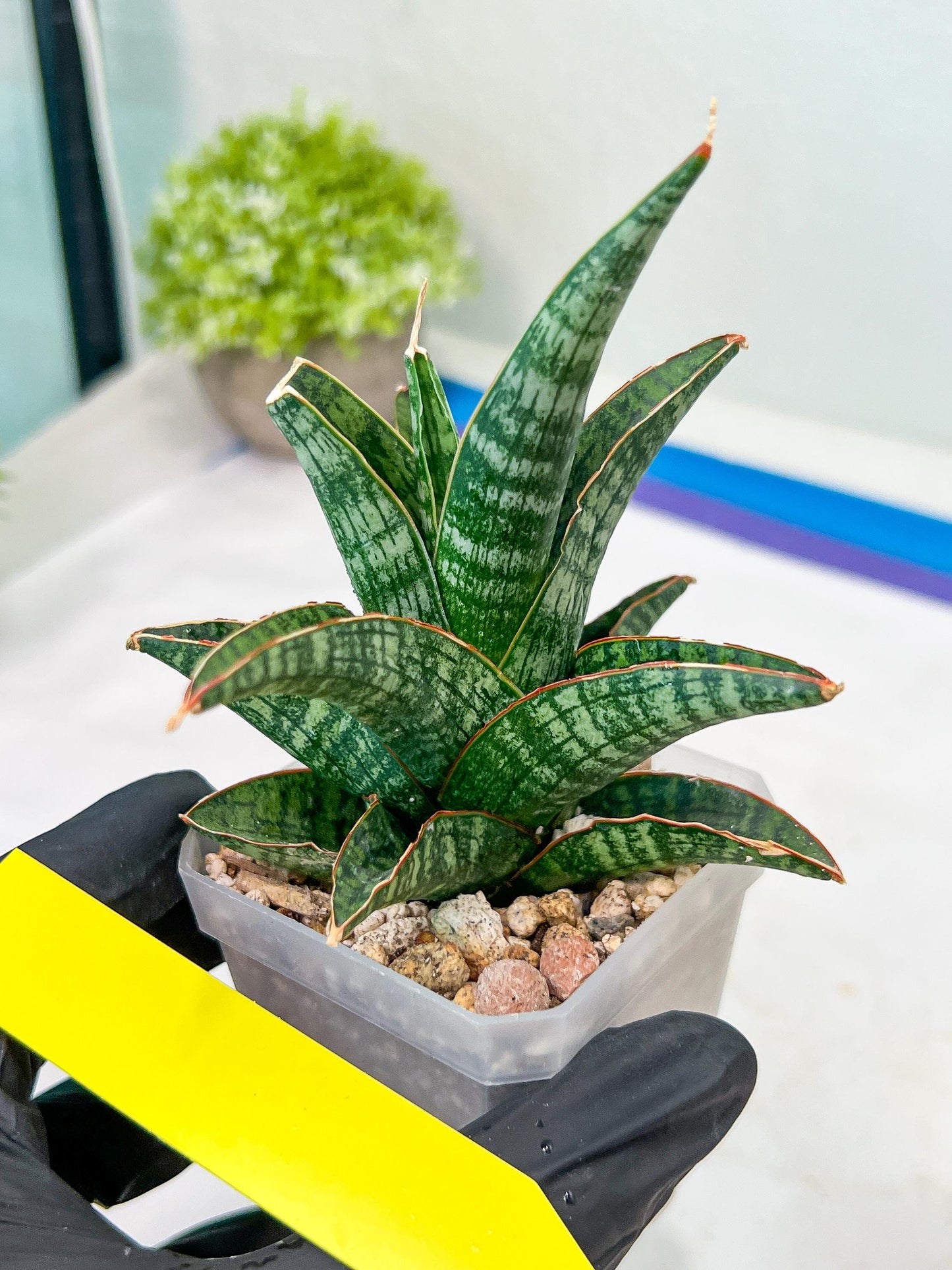 Sansevieria Samosir (H29) | Imported Hybrid