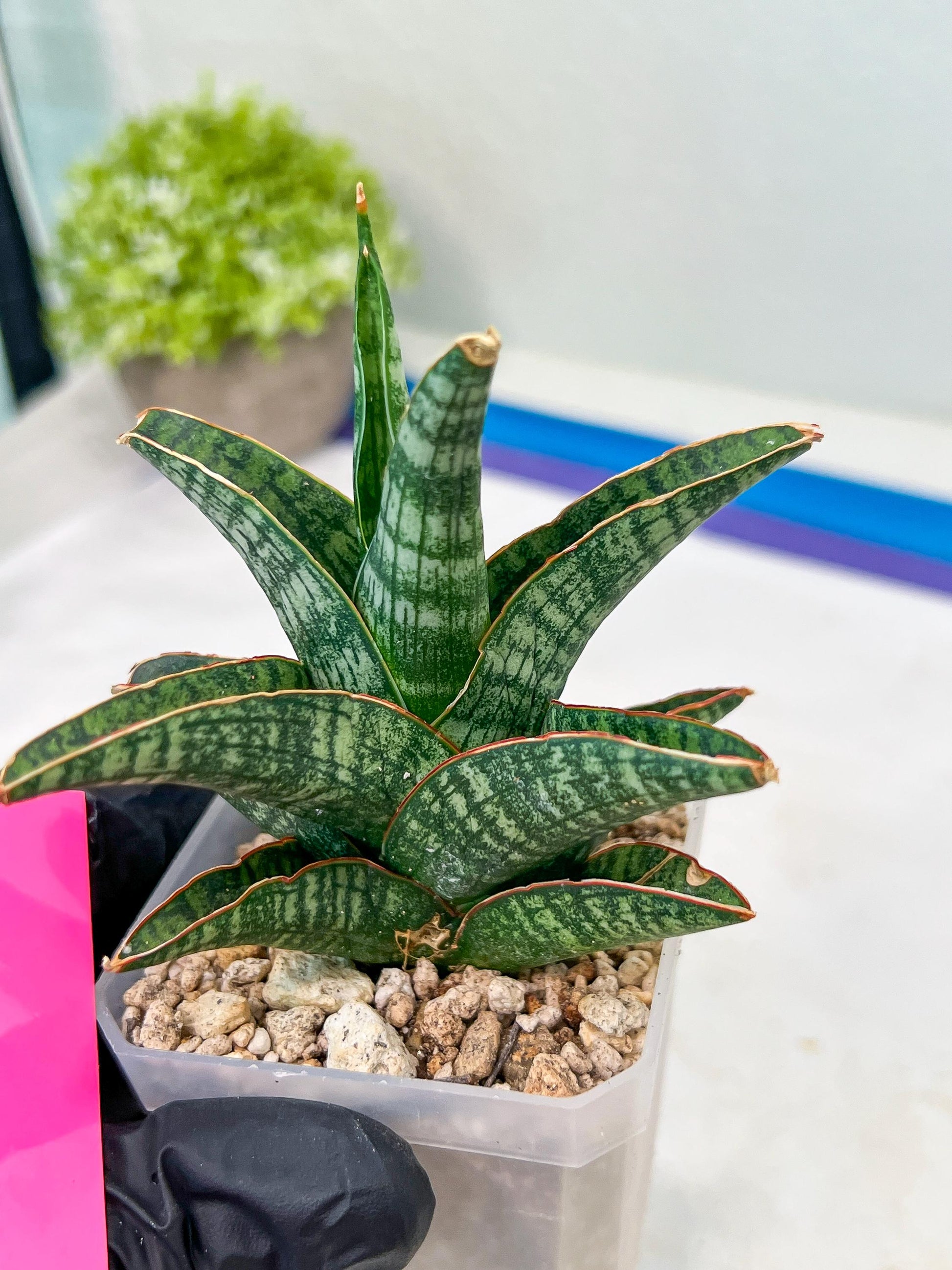Sansevieria Samosir (H29) | Imported Hybrid