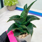 Sansevieria Mbois (H30) | Imported Snake Plant