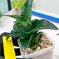 Sansevieria Mbois (H30) | Imported Snake Plant