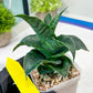 Sansevieria Mbois (H30) | Imported Snake Plant