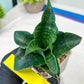 Sansevieria Mbois (H30) | Imported Snake Plant