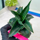 Sansevieria Mbois (H30) | Imported Snake Plant