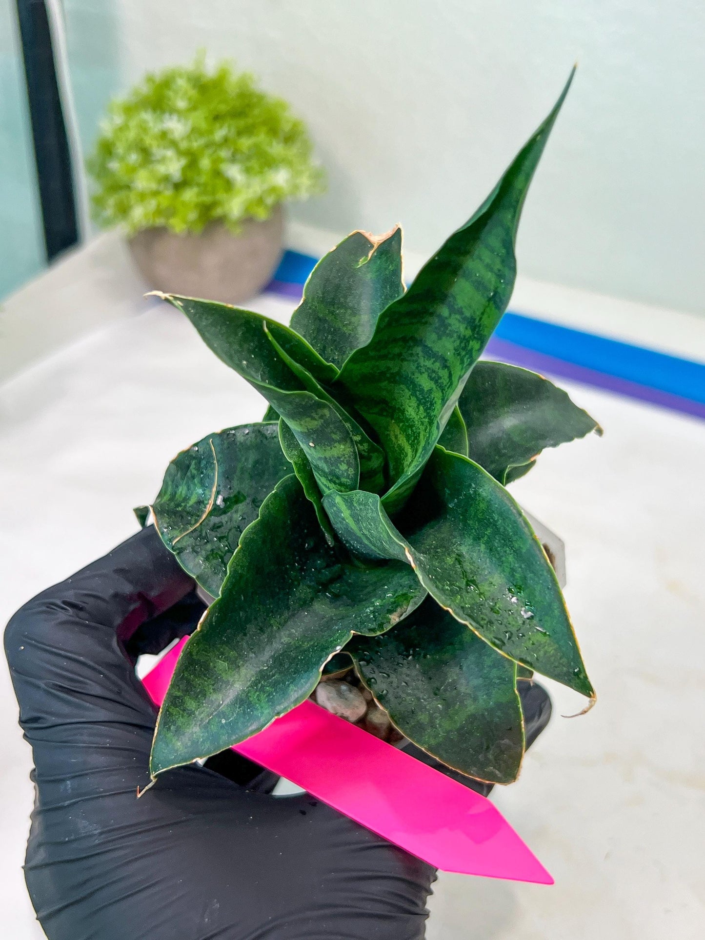 Sansevieria Mbois (H30) | Imported Snake Plant