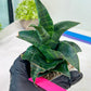 Sansevieria Mbois (H30) | Imported Snake Plant