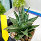 Sansevieria Sweet Celery (H31) | Imported Plants