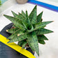 Sansevieria Sweet Celery (H31) | Imported Plants