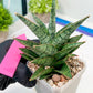 Sansevieria Sweet Celery (H31) | Imported Plants