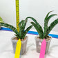 Sansevieria Nalika (#H32) | Rare Imported Snake Plants