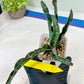 Sansevieria Nalika (#H32) | Rare Imported Snake Plants