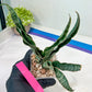 Sansevieria Nalika (#H32) | Rare Imported Snake Plants