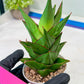 Sansevieria Armanu (#H33) | Imported Hybrid Snake Plants