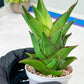 Sansevieria Armanu (#H33) | Imported Hybrid Snake Plants