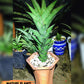 Sansevieria Armanu (#H33) | Imported Hybrid Snake Plants