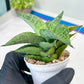 Sansevieria Bidadari (#H34) | Imported Hybrids