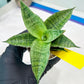 Sansevieria Bidadari (#H34) | Imported Hybrids