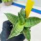 Sansevieria Bidadari (#H34) | Imported Hybrids