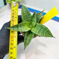 Sansevieria Bidadari (#H34) | Imported Hybrids