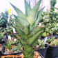 Sansevieria Armanu (#H33) | Imported Hybrid Snake Plants