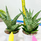 Sansevieria Galaxy (#H39) | Imported Hybrids